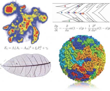 Figures from Gordon Berman, Michael Desai, Eleni Katifori, and Leonid Mirny